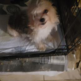 Volare - Yorkshire Terrier