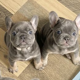 French Bulldog Puppies from Bourbon Country Bullies