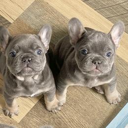 French Bulldog Puppies from Bourbon Country Bullies