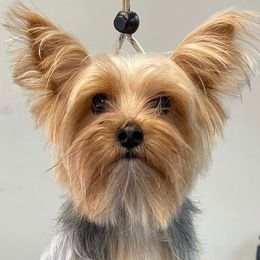 Yorkshire Terriers from Mason Jar Yorkies