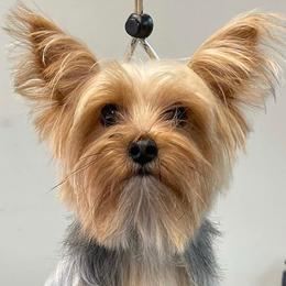 Yorkshire Terriers from Mason Jar Yorkies