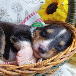 Boy 1 green - Black white and tan male Collie puppy in Salem, Indiana from Living Blessed Collies