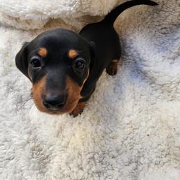 Purple collar - Black and tan female Dachshund puppy in Apache Junction, Arizona from Shaw Dachshunds