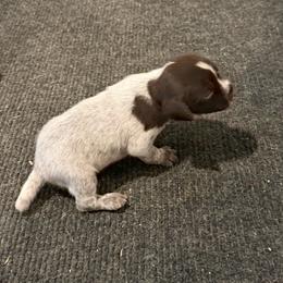 Winston - Brown and gray male Wirehaired Pointing Griffon puppy in Shelley, Idaho from Western Gundogs