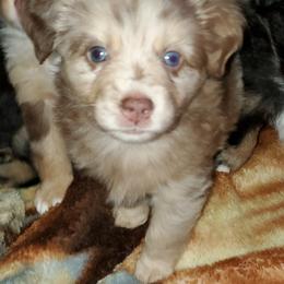Australian Shepherd, Miniature Australian Shepherd, and Toy Australian Shepherd Puppies from Rumour Has It Aussies