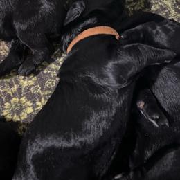 Odin -Brown collar - Pepper and salt male Giant Schnauzer puppy in Atoka, Oklahoma from Hannah's Haus & Farm