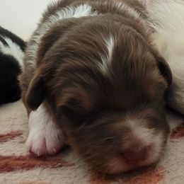 Three - Red tri-color female Australian Shepherd puppy in Albany, Oregon from Red Cloud Australian Shepherds and DeGray Great Danes & Bulldogs