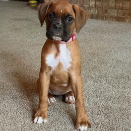 Katniss Everdeen (Katniss) - Fawn female Boxer puppy in Georgia from Stephanie’s Boxers