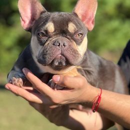 French Bulldogs from Lucky3 Frenchies