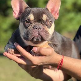 French Bulldogs from Lucky3 Frenchies