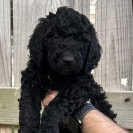 Dolly - Black Goldendoodle puppy in Morrow, Ohio from RemiRoodles