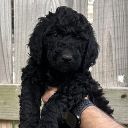Dolly - Black Goldendoodle puppy in Morrow, Ohio from RemiRoodles