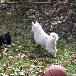 Siberian Husky Puppies from Dreamers Mile
