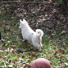 Siberian Husky Puppies from Dreamers Mile