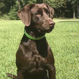 Bella - Labrador Retriever
