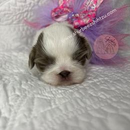 Shih Tzu Puppies from Shurbeez Shih Tzu