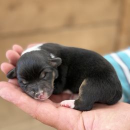 Oak - Black and tan male American Corgi puppy in Bayard, Nebraska from Puppies by Alies