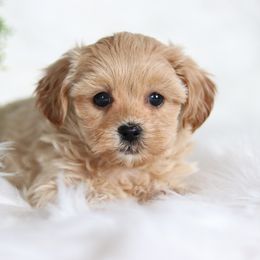 Maltipoo, Shichon, and Shihpoo Puppies from Timbercreek Puppies