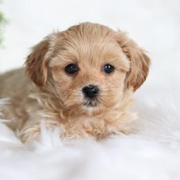 Maltipoo, Shichon, and Shihpoo Puppies from Timbercreek Puppies