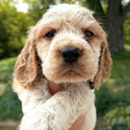 Crow - Lemon and white male English Springer Spaniel puppy in Bay City, Wisconsin from Springer Hills Farm