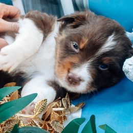 Poseidon - Australian Shepherd puppy from L’ Aussies of the Carolinas
