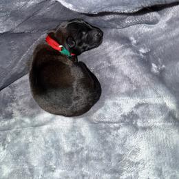 Red collar 5 - Mahogany male Belgian Malinois puppy in Midway, Georgia from C4MALINOIS