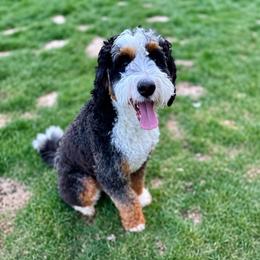 Bodhi - Bernedoodle