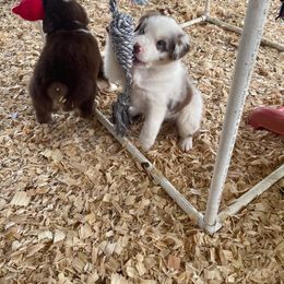 Australian Shepherd Puppies from Covenant View Farm Australian Shepherds