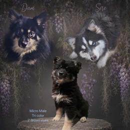 Shamrock - Tri-color male Pomsky puppy in Franklinton, Louisiana from VooDoux Farms