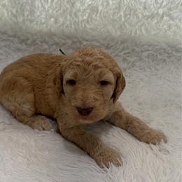 Zeus - Red  male Goldendoodle puppy in Arlington, Texas from Chambers Doodle Patch