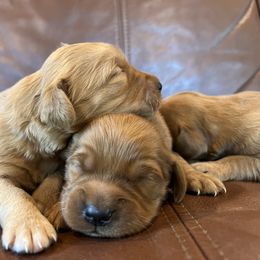 Boy Pup - Dark golden male Golden Retriever puppy in Celina, Texas from Red-Dawn