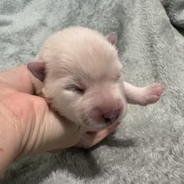 Alien - White female Pomsky puppy in Valparaiso, Indiana from Valparaiso Pomskys