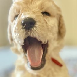 Mr Red Collar - Cream male Poodle puppy in Screven, Georgia from Dreamland Standard Poodles