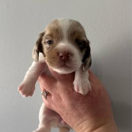 Buttermilk - Dapple female Dachshund puppy in Lebanon, Tennessee from Thomas Dachshunds