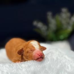 Love - Red  female Goldendoodle puppy in Urbana, Illinois from ZaraDoodles