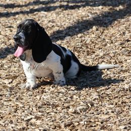 Tsireya - Black and white female Basset Hound puppy in Surprise, Arizona from Howlin Hounds