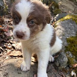 Lou - Red tri-color male Australian Shepherd puppy in Grants Pass, Oregon from Carmel Mountain Aussies
