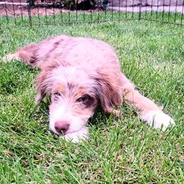 Tammy - female Aussiedoodle puppy in Moscow, Idaho from Panhandle Australian Shepherds