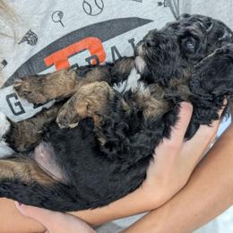 Eric - Black and tan male Cavapoo puppy in Coshocton, Ohio from Forever Family Puppies