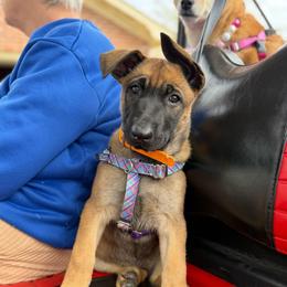 Aliea - Yellow female Dutch Shepherd puppy in Fountain Inn, South Carolina from Della Fuoco Working Dogs