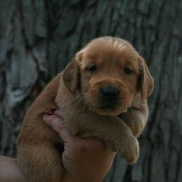 Boltund - Dark golden female Golden Retriever puppy in Minneapolis, Minnesota from Firestorm Goldens