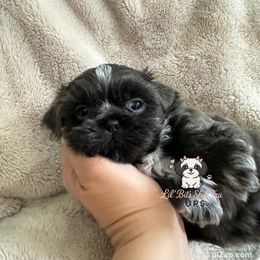 Boomer - Blue male Shih Tzu puppy in Walkertown, North Carolina from Lil’ Bit’s Shih Tzu