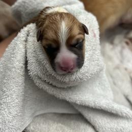 Purple girl - Red female Pembroke Welsh Corgi puppy in Largo, Florida from Nauti Corgi’s