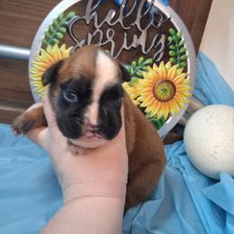 Boy 2 - Fawn male Boxer puppy in Pikeville, Kentucky from Boxers of Whispered Wishes