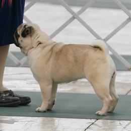 Pugs from Lovable Squished Faces