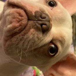 French Bulldogs from Rebull Frenchies