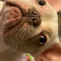 French Bulldogs from Rebull Frenchies