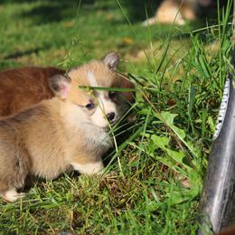 Yellow - Red male Pembroke Welsh Corgi puppy in Pilot, Virginia from Katie's Corgis - VKM Farmstead