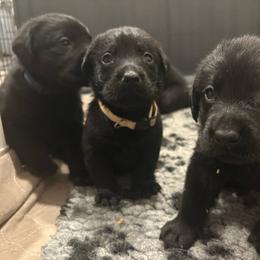 Tan boy - Black male Labrador Retriever puppy in Menifee, California from The Golden Leash Kennels