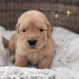 Yellow Girl - Golden female Golden Retriever puppy in Silver Lake, Indiana from Seven Hills Goldens